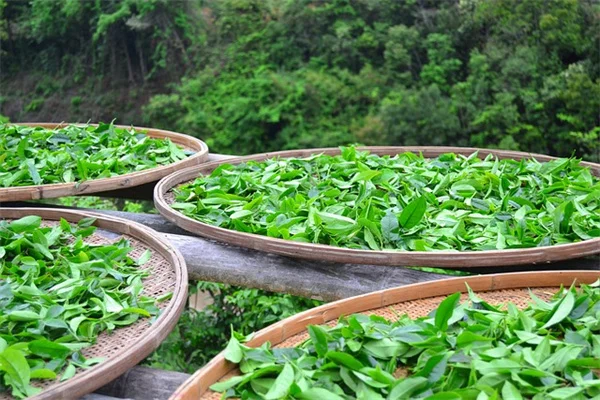 植物の熱ストレス対策、知っておきたい水のやりすぎは逆効果