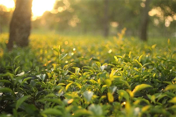 放置しても美しい！植えっぱなしコンテナガーデンの組み合わせ7選