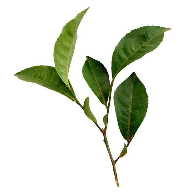 実録！南向きの壁で育った耐暑植物ベスト12