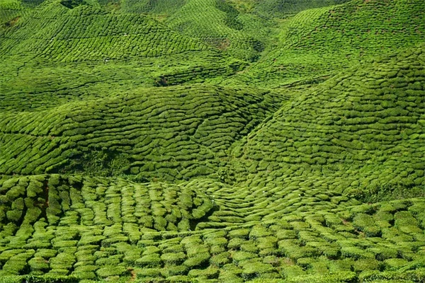 後悔しない！2026年トレンドの天井10のアイデアでパティオを劇的に変える方法