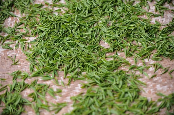 観葉植物の寄せ植え、相性が良い組み合わせ方とコツをプロが解説
