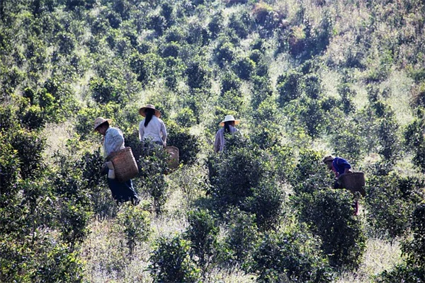 観葉植物の寄せ植え、相性が良い組み合わせ方とコツをプロが解説